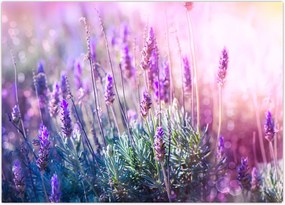 Tablou - Lavandă în strălucirea soarelui (70x50 cm)