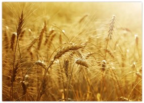 Tablou pe sticlă - Spice de cereale (70x50 cm)
