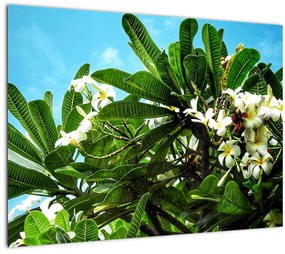 Tablou pe sticlă - Plumeria (70x50 cm)