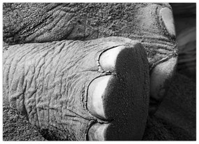 Tablou pe sticlă - Picior de elefant (70x50 cm)