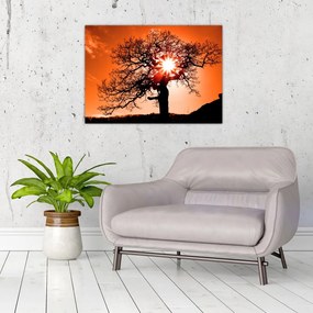 Tablou pe sticlă - Fag la apus de soare (70x50 cm)