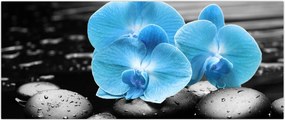 Tablou - Orhidee albastră (120x50 cm)