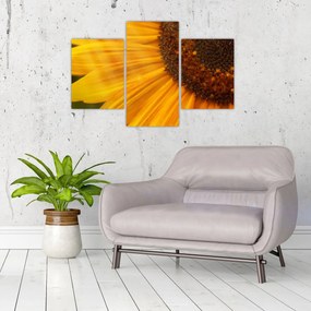 Tablou - Floarea-soarelui (90x60 cm)