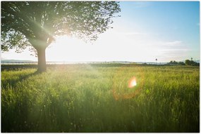 Tablou - Copac în câmp (90x60 cm)