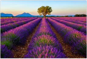 Tablou - Câmp de lavandă (90x60 cm)