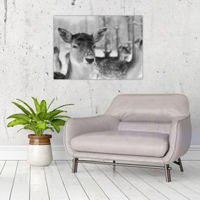 Tablou - Cerbi,alb-negru (70x50 cm)