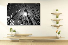 Tablou iarba de câmp în design alb-negru