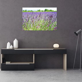 Tablou - Lavandă în câmp (90x60 cm)