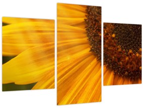Tablou - Floarea-soarelui (90x60 cm)