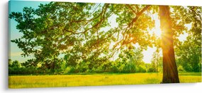 Tablou - Pădurea însorită (120x50 cm)