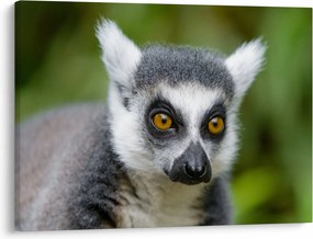 Tablou cu lemur (70x50 cm)