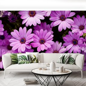 Fototapet Violet Flori