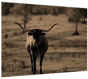 Tablou pe sticlă - Vacă din Texas (70x50 cm)
