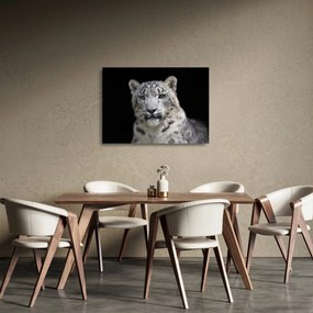 Tablou pe sticlă - Snow Leopard (70x50 cm)
