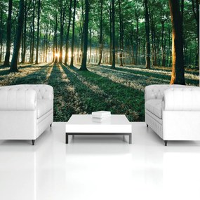 Fototapet - Pădure (152,5x104 cm)