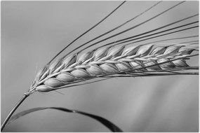 Tablou - Grâu,alb-negru (90x60 cm)