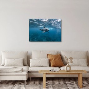 Tablou pe sticlă - Delfin sub apă (70x50 cm)
