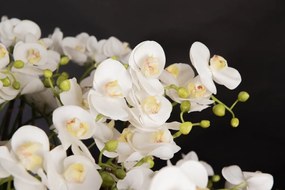 Aranjament floral mediu design LUX BIG PHALEANOPSIS DISK