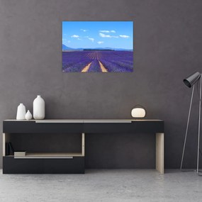 Tablou pe sticlă - Câmp de lavandă (70x50 cm)