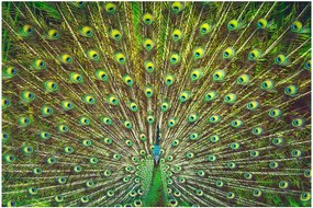 Tablou - Peacock (90x60 cm)