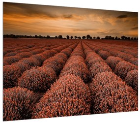 Tablou cu câmp de flori (70x50 cm), în 40 de alte dimensiuni noi