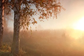 Fototapet pădure cețoasă de toamnă
