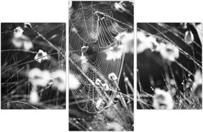 Tablou - Pânza de păianjen în pajiște (90x60 cm)