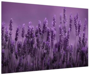 Tablou - Lavanda (90x60 cm)