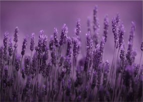 Tablou pe sticlă - Lavanda (70x50 cm)