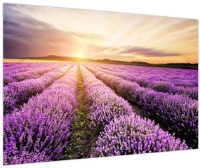 Tablou - Răsărit de soare în câmp de lavandă (90x60 cm)