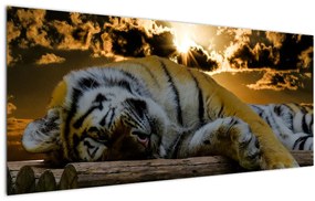 Tablou tigrul dormind (120x50 cm), în 40 de alte dimensiuni noi