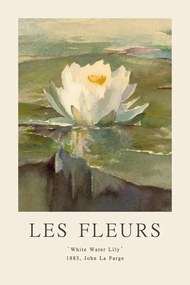 Reproducere White Water Lily (Les Fleurs / The Flower Collection)