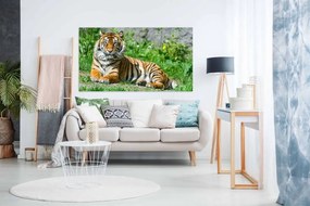 Tablou canvas Un Tigru - 50x 40cm