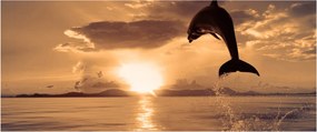 Tablou - Delfin la apus de soare (120x50 cm)