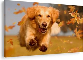 Tablou - Golden Retriever (90x60 cm)
