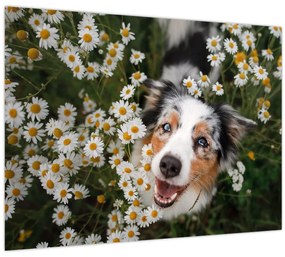 Tablou - Ciobănesc australian (70x50 cm)