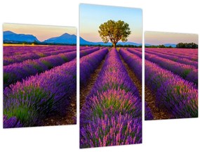 Tablou - Câmp de lavandă (90x60 cm)