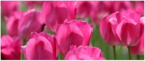 Tablou - Lalele roz (120x50 cm)