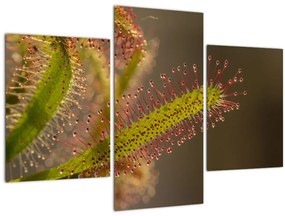 Tablou cu plantă (90x60 cm)