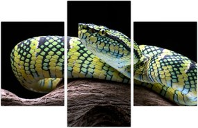 Tablou - Șarpele cu clopoței al lui Wagler (90x60 cm)