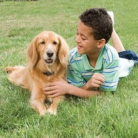 PetSafe® Gard electric pentru câini