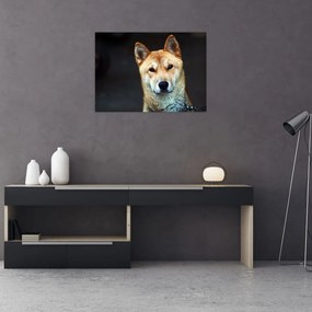 Tablou pe sticlă cu câine (70x50 cm)