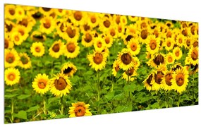 Tablou cu câmp cu floarea soarelui (120x50 cm), în 40 de alte dimensiuni noi