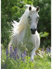 PUZZLE CAL ALB, 100 PIESE - RAVENSBURGER (RVSPC12927)