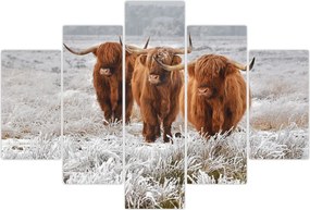 Tablou - Vaci scoțiene (150x105 cm)