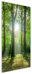 Fotografie imprimată pe sticlă Soare în pădure