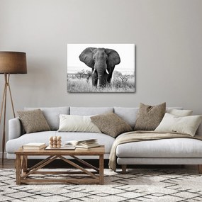 Tablou - Elefantul african II. (70x50 cm)