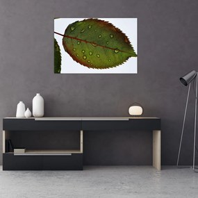 Tablou - Frunze de trandafir (90x60 cm)