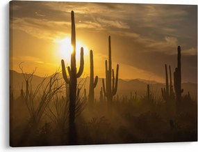 Tablou - Cactuși Saguaro (70x50 cm)
