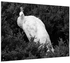 Tablou - Păun,alb-negru (70x50 cm)